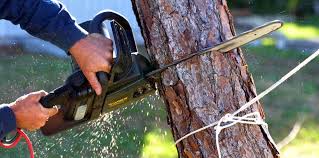 Best Leaf Removal  in Delevan, NY