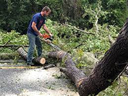 Best Tree Removal  in Delevan, NY