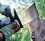 Delevan, NY Tree Services Company