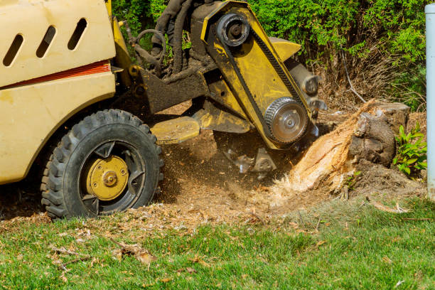 Best Root Management and Removal  in Delevan, NY