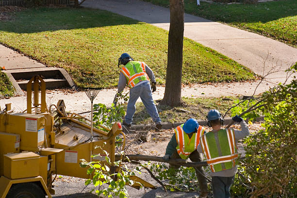 Best Pest Control for Lawns  in Delevan, NY