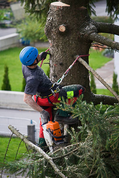 Best Emergency Tree Removal  in Delevan, NY