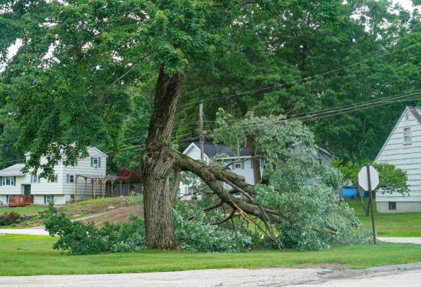 Best Stump Grinding and Removal  in Delevan, NY