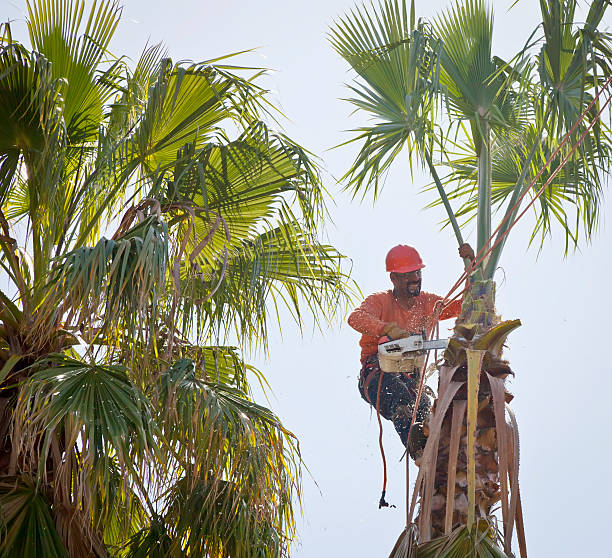 Best Palm Tree Trimming  in Delevan, NY